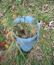 A small sapling growing in the protection of a tube